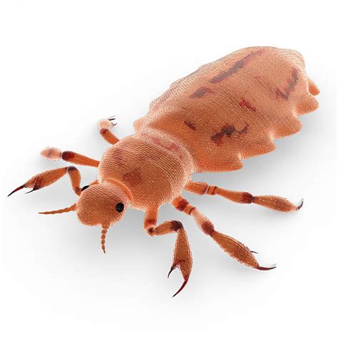 Best Human Louse Stock Photos Pictures And Royalty Free Images Istock