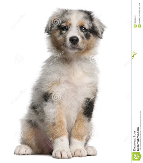 Blue Merle Australian Shepherd Puppy Stock Image Image