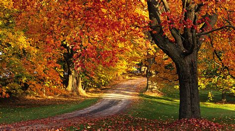 Canadian Red Maple Adds Specks Of Color To The Fall Foliage Season Cgtn