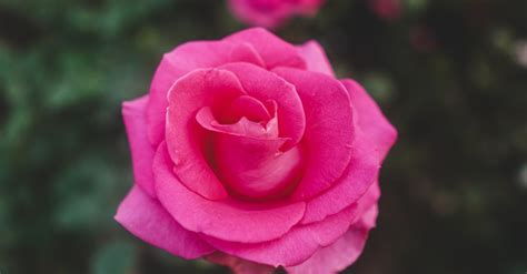 Pink Rose In Bloom · Free Stock Photo