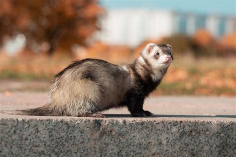 30 Ferret Hd Wallpapers And Backgrounds