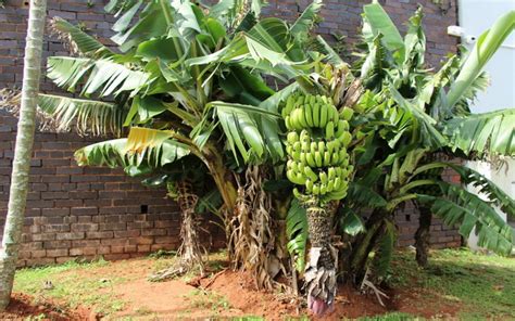 Buah pisang cavendish merupakan jenis pisang dengan komoditi ekspor terbesar di filiphina. TERUNGKAP! Ternyata Pohon Pisang Adalah Tanaman Herbal ...