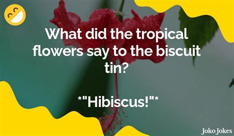 4 Hibiscus Jokes And Funny Puns Jokojokes