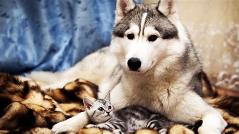 A Large Dog And A Small Cat Wallpapers And Images