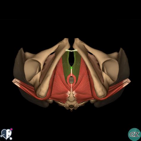 The muscles within the pelvis may be divided into two groups: Pelvic Floor | AnatomyZone