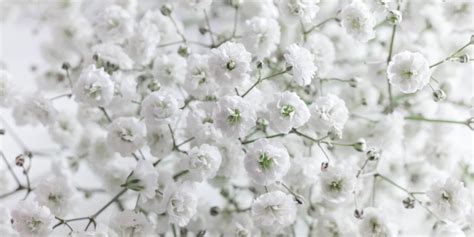 Gypsophila Babys Breath Plant Care Tips Uk