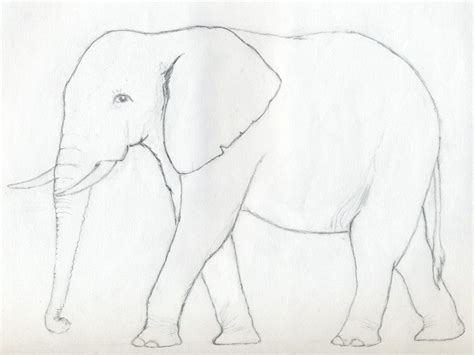 How To Draw An Elephant Elephant Drawing Elephant Sketch Elephant