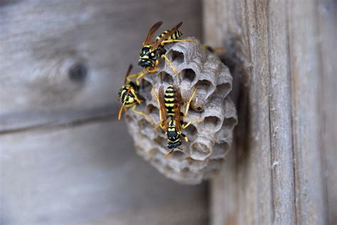 Hang the cans from fences or just leave them standing on the ground. Completely Natural Ways to Get Rid of Wasps and Treat Stings