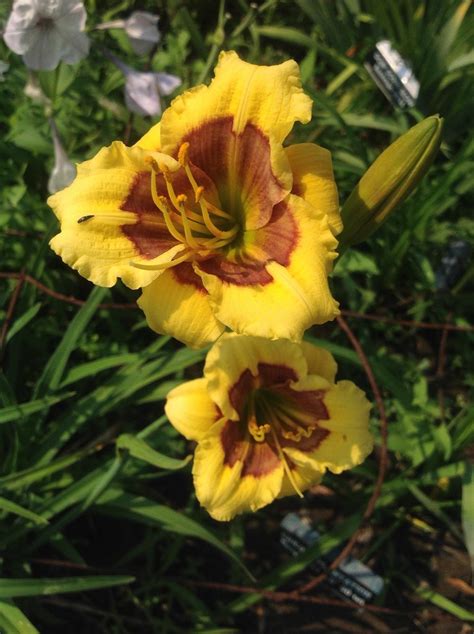 Photo Of The Bloom Of Daylily Hemerocallis Jason Salter Posted By