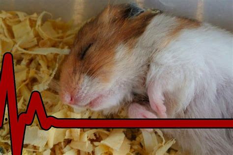Funny Ways Hamsters Have Died Hamster Spruce