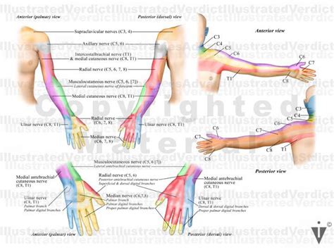 Case At A Glance Radial Nerve Neuropathy Wrist Drop — Illustrated