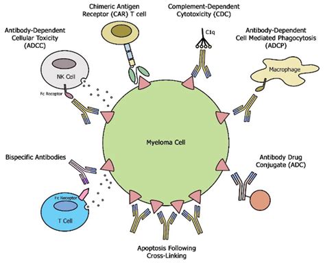 cancers free full text the role of monoclonal antibodies in the era of bi specifics