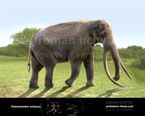 Straight Tusked Elephant Vs Triceratops Horridus The World Of Animals