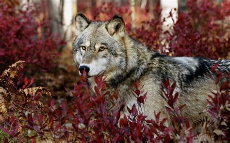 A desktop wallpaper is highly customizable, and you can give yours a personal touch by adding your images (including your photos from a camera) or download beautiful pictures from the internet. HD Wolves 4k Photo