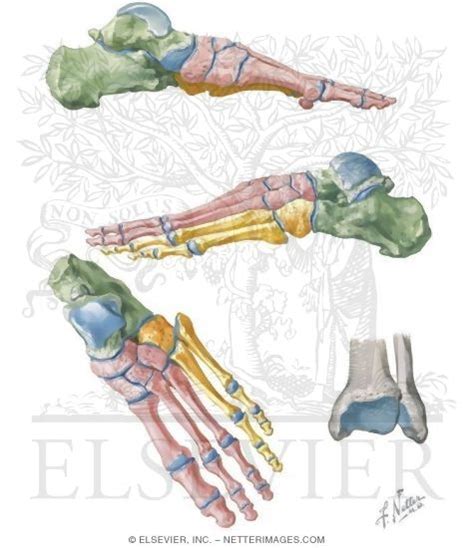 Bones of Ankle and Foot