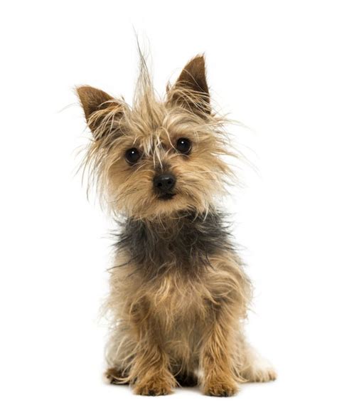 Types Of Small Dogs Which Breed Is Right For You
