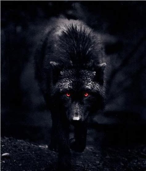 Black Wolf With Red Eyes Black Wolf Red Eyes Picture Black Wolf