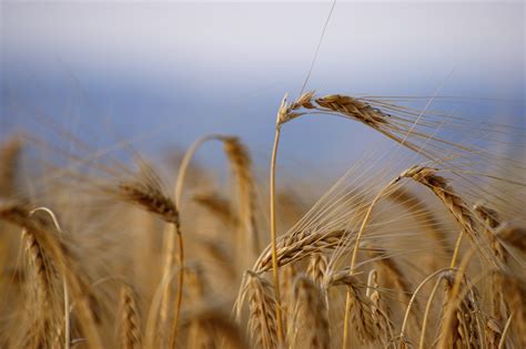 Free Images Nature Barley Prairie Summer Ripe Harvest Crop