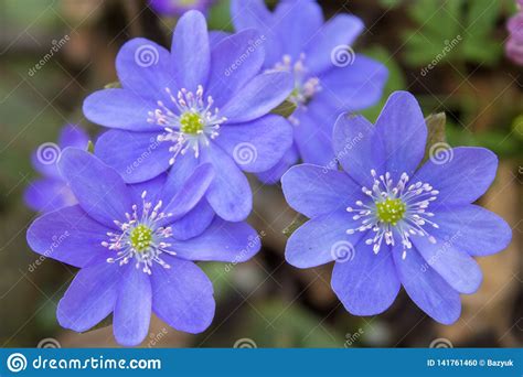 Beautiful Blue Flowers In The Forestthree Blue Spring Flowers In The