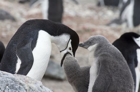 Now you can shop for it and enjoy a good deal on aliexpress! Inside Antarctica: Penguins, The Stars of the Show