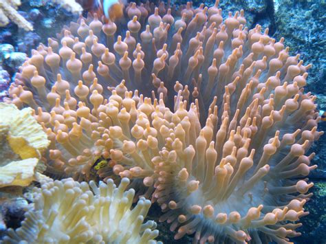 รูปภาพ ใต้น้ำ สีแดง สีชมพู สัตว์ป่า แนวประการัง แนวปะการัง