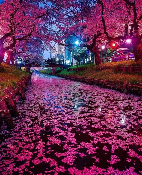 The song was recorded in 2013 and three takes were done. Beautiful Cherry Blossoms in Japan