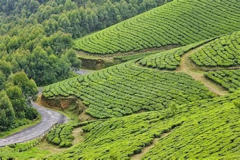 Munnar Kerala Places To Visit In Munnar That Cant Be Missed