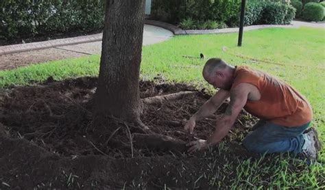 Tree Root Removal Cost Guide Cutting Exposed Tree Roots
