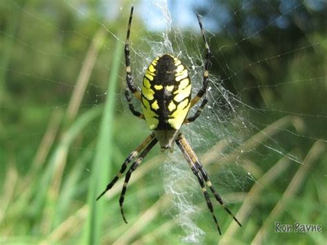 Yellow Garden Spider Gtm Research Reserve Arthropod Guide · Inaturalist