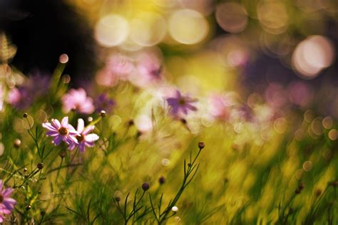 Purple Flowers Bokeh Flowers Nature