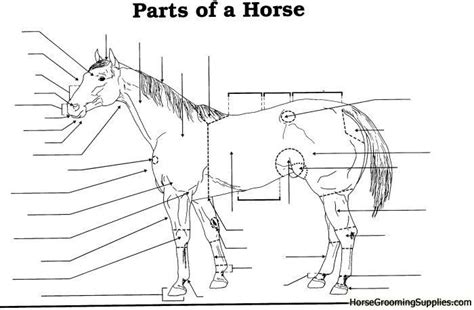 Posted on january 20, 2015 by admin. Image result for parts of the horse worksheet | Horses ...
