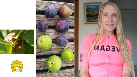 Y a une guêpe morte dans les figues -