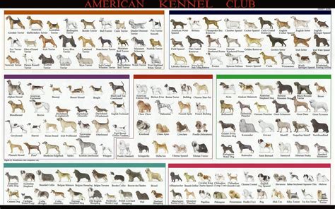 American Kennel Dog Breeds Club Chart 18x28 45cm70cm Poster
