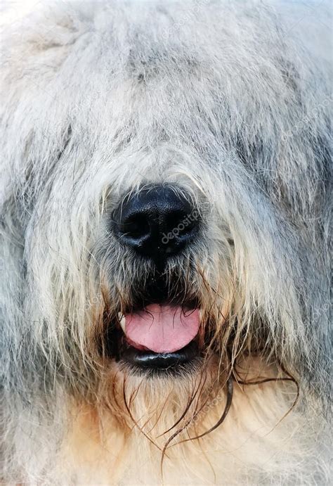 These 43 small dogs will always look like puppies. Shaggy dog — Stock Photo © rechitansorin #25879861