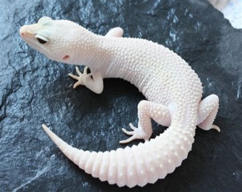 The Rare Albino Gecko Pics