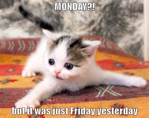 Monday But It Was Just Friday Yesterday Lolcats Lol Cat Memes