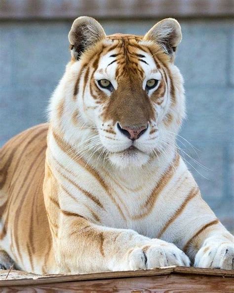 This Is The Most Beautiful Tiger That I Have Ever Seen In My Life They
