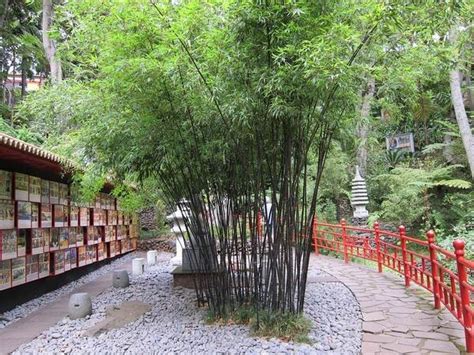 Hanging bamboo gardens | garden design ideas if you like please subscribe and share our there are many creative ideas for using bamboo in your backyard garden hear 50 plus bamboo garden. Japanese garden plants - awesome Japanese garden design ideas