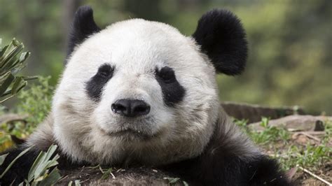 Iucn Takes The Giant Panda Off Its Endangered Species List