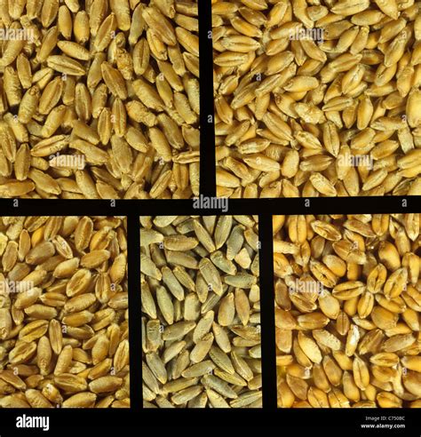 Triticale Rye And Wheat Grains Stock Photo Alamy
