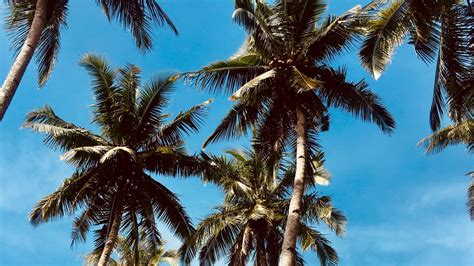 Download Wallpaper 1920x1080 Palm Trees Sky Tropics