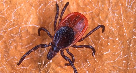 Lyme And Other Tickborne Diseases Are On The Rise In The Us Science