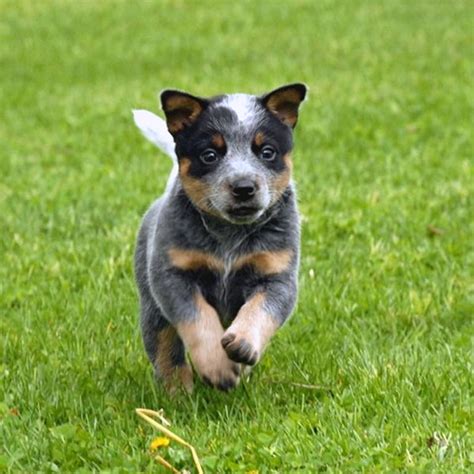 10 Cutest Photos Of Blue Heeler Puppies A Mood Booster For Pet Lovers