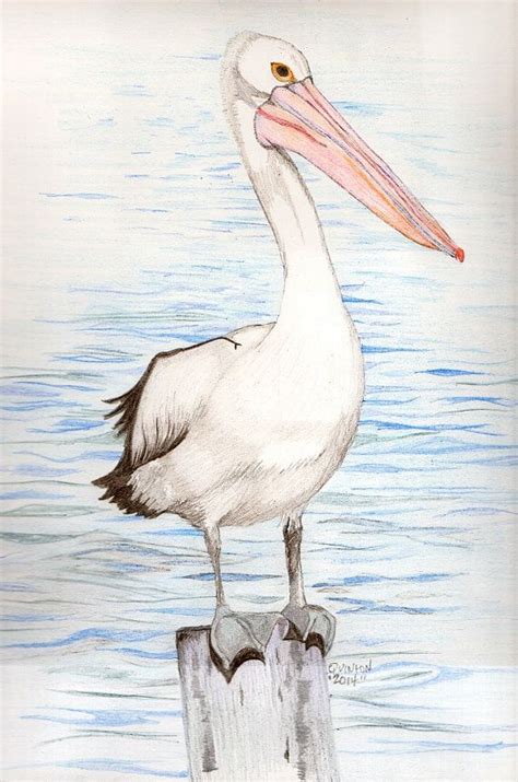 Pelican Drawing Full Color 11x14 Inches Original Artwork Signed By