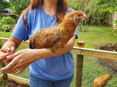 ameraucana chickens a guide to the rare chicken breed