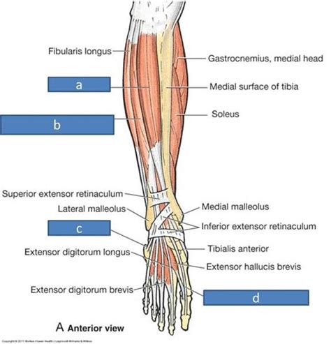 Anatomy Block Iii Popliteal Fossa And Leg Flashcards Easy Notecards