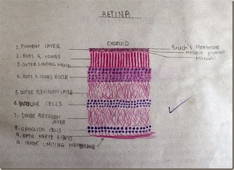 Histology Slides Database January 2014