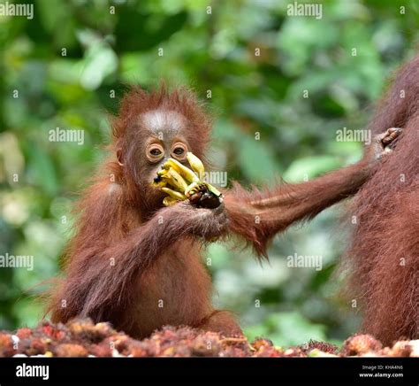 Mother Orangutan And Cub Eating In A Natural Habitat Area Bornean Orangutan Pongo Pygmaeus