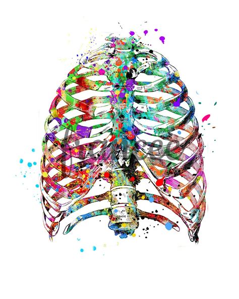 Rib Cage Watercolor Printable Medical Art Skeleton Anatomy Etsy