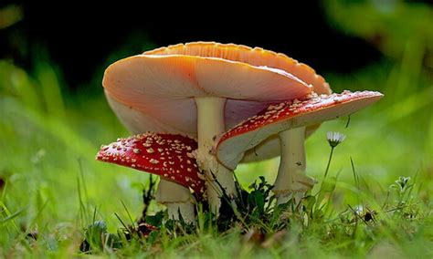 The Deadly Amanita Wild Mushrooms In Florida Is The Worlds Most Toxic